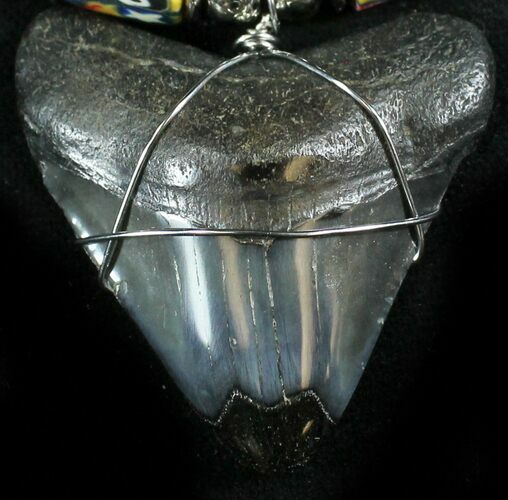 Juvenile Megalodon Tooth Necklace #27060